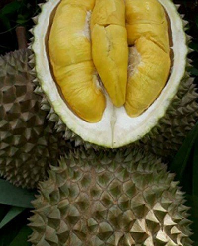 Durian